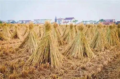 秸秆综合利用 87亿元中央财政资金如何撬动绿色农业新篇章