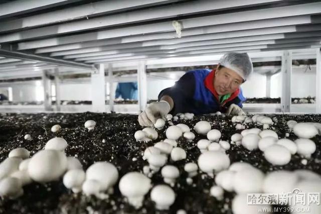 双城&ldquo;盒子农场&rdquo;引领产业扶贫